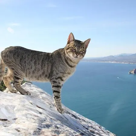 Arenal 2 - Plusholidays Apartament